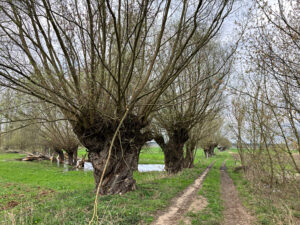 Dutch style pollarded willows